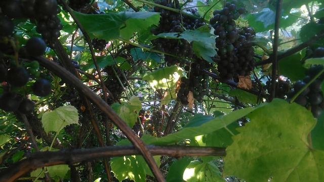 Сорт винограда изабелла в подмосковье. 16.09.2020. смотреть онлайн