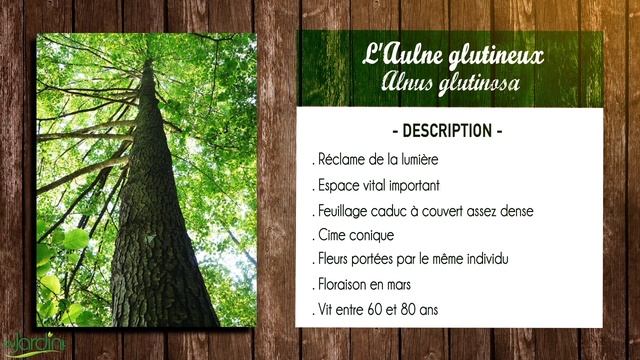 Aulne glutineux, Alnus glutinosa : fiche botanique смотреть онлайн