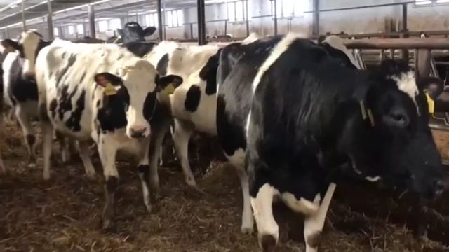 Нетели голштинской породы на карантинной площадке в Чехии смотреть онлайн