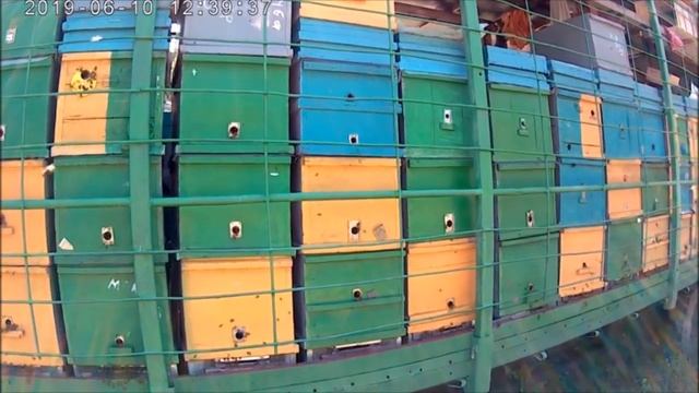 Увеличиваем пасеку.От 50 до 100. Отводки пчёл "золотой" запас пасеки. смотреть онлайн