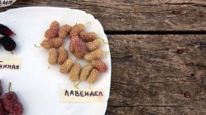 12 сортов шелковицы!! /Самая крупная/ и самая вкусная /Обзор на 02.07.2023