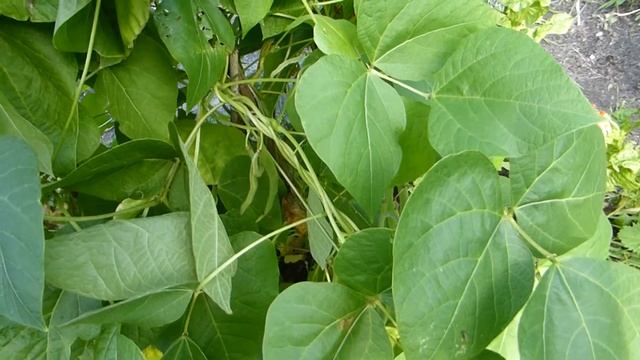 Runner bean - Phaseolus coccineus - Baunaplöntu - Klifurbaun - Matjurtir смотреть онлайн