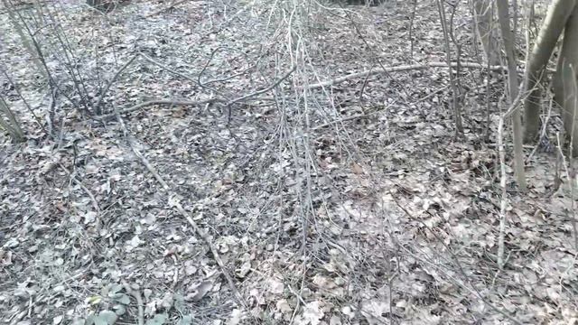 СТАРЫЙ ПАРК "НАХОДКИ ОДНА ЗА ОДНОЙ" смотреть онлайн