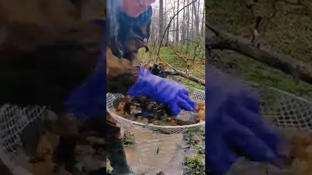Золотая лихорадка по-русски смотреть онлайн