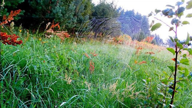 Пение птиц на рассвете. Летние звуки природы помогут зарядится энергией на весь день смотреть онлайн