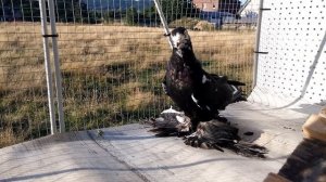 Как определить пол у голубей???