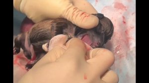 Кесарево сечение у собаки