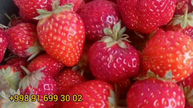 ЧЁРНЫЙ ПРИНЦ КУЛУПНОЙИ ХАКИДА МАЪЛУМОТ 12 ОЙ ДАРОМАДДАСИЗ 916993002 смотреть онлайн