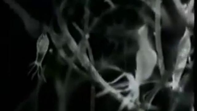 Зоология: Пресноводная гидра смотреть онлайн