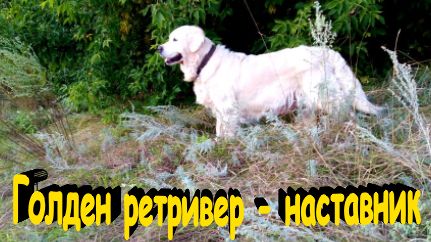 Собака-наставник Джина. Передержка