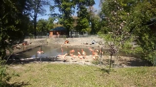 Фламинго красный в зоопарке Алматы смотреть онлайн