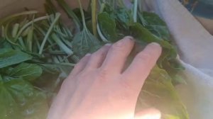 Заготовка Подорожника!