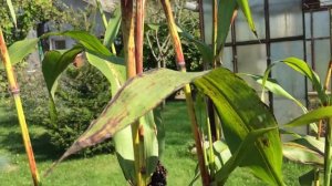 Злак... в загородной жизни. Сорго чёрное Сафари 2018.