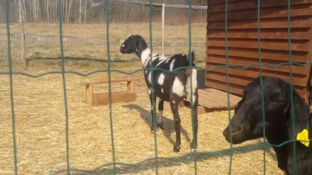 Нужен ли свой козёл в хозяйстве. Англо Нубийские козы. смотреть онлайн