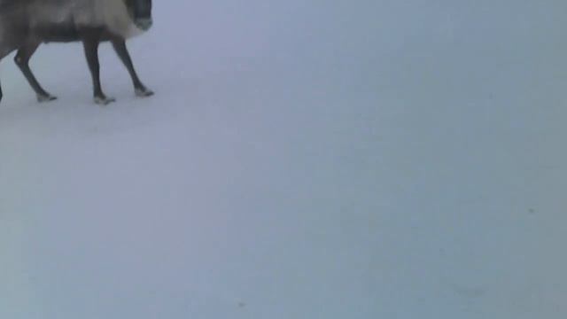 Дороги севера. Мессояха 24.03.2017г.