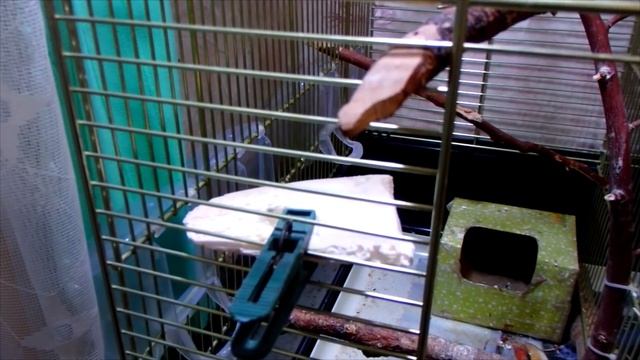 ЛайфХаки для попугая #1. Если попугай не ест сепию(панцирь каракатицы) и минеральный камень. смотреть онлайн