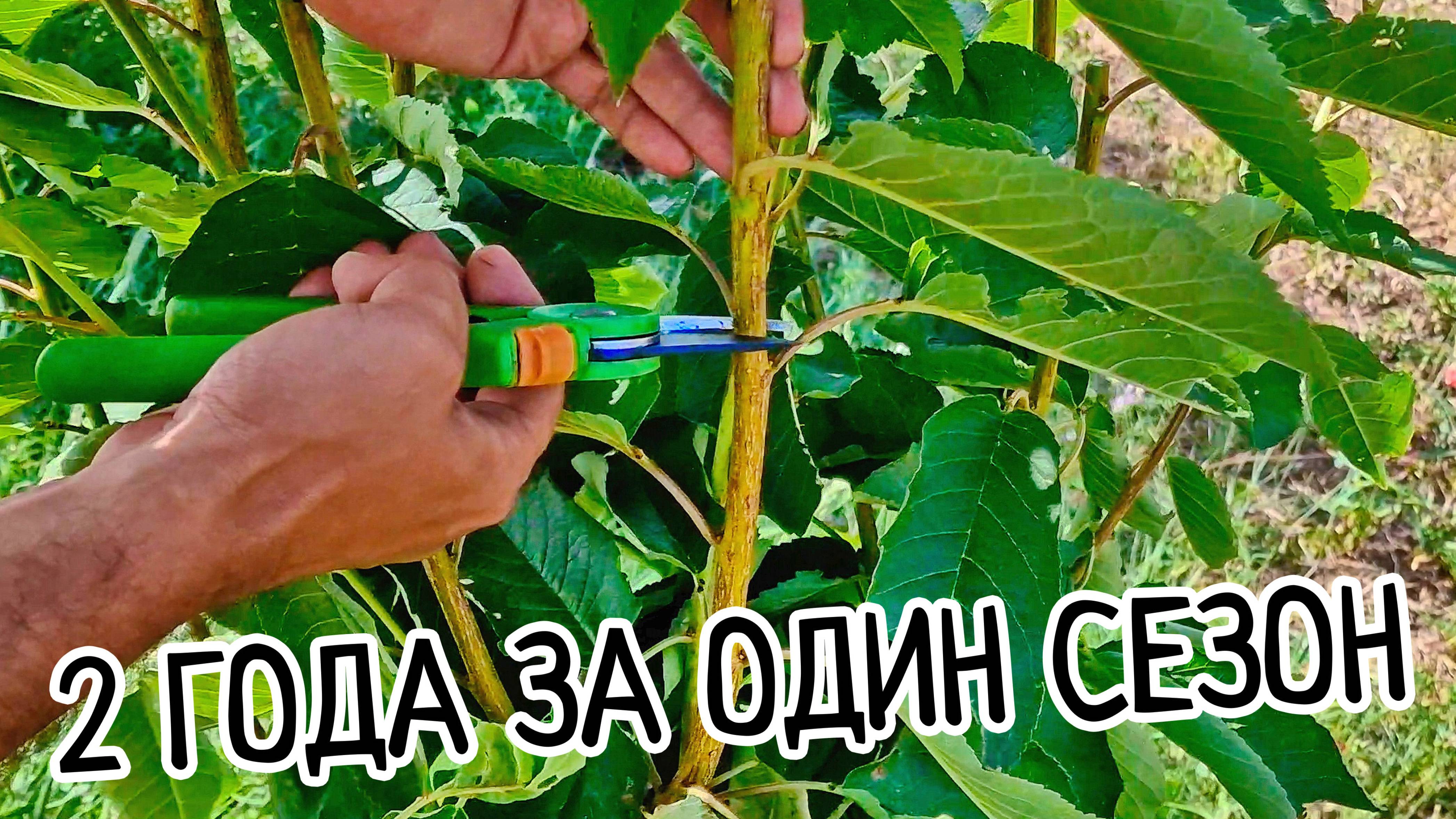 Обрезка черешни летом. Метод KGB или Испанский куст. Правильная формировка черешни летом на урожай. смотреть онлайн