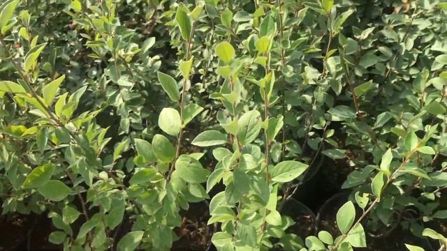 Кизильник блестящий 