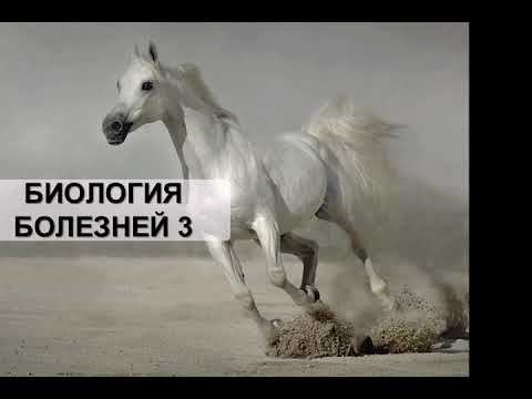 Семинар психобиотерапия 3 день 1-1 смотреть онлайн