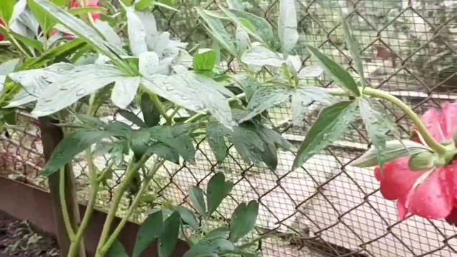 Цветочный релакс смотреть онлайн