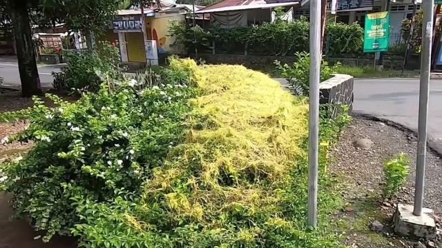 Удивительные и опасные растения что вы не знали!