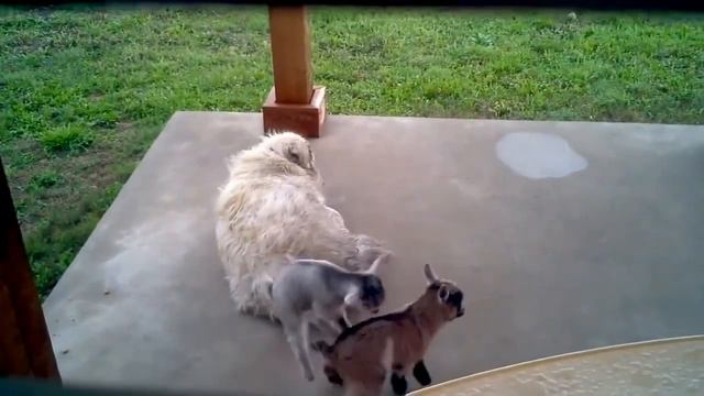 Маленькие козлята играют с собакой смотреть онлайн