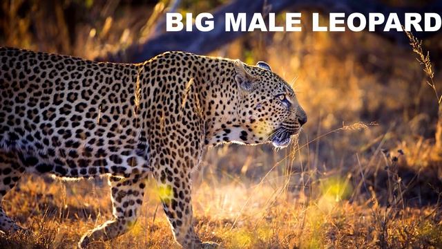 JAGUAR VS LEOPARD - Competition - Who Will Win This Match ? смотреть онлайн