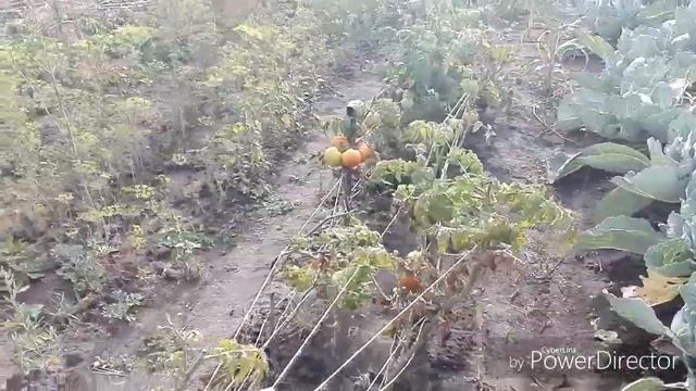 Цветы, закрутки, огород. смотреть онлайн