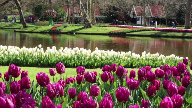 Keukenhof 2021 - Spring has come - 4K смотреть онлайн