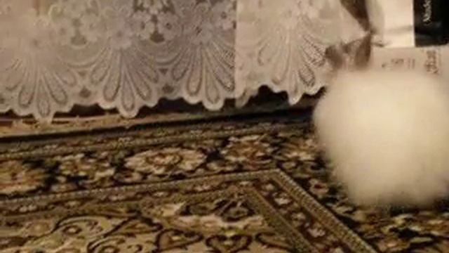 Ангорский кролик смотреть онлайн