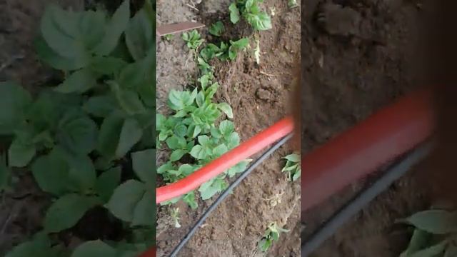 ОКУЧЕВАЕМ КОРТОШКУ НА УЧАСТКЕ.15.06.2022Г смотреть онлайн