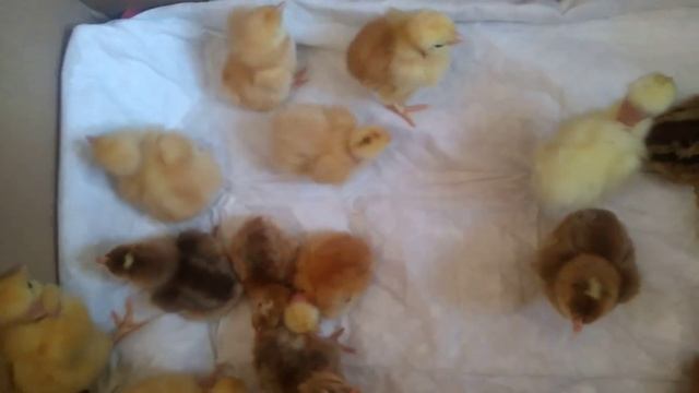 Удачное вылупление цыплят в инкубаторе. смотреть онлайн