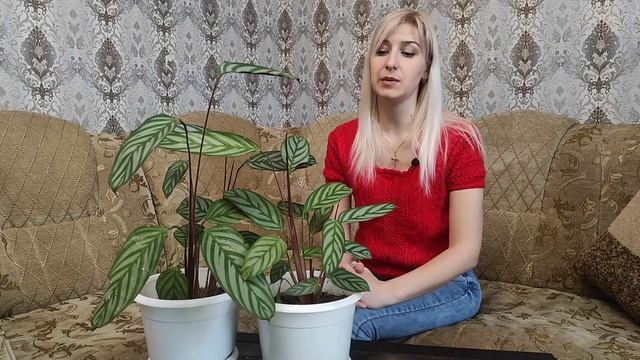 Ктенанта. Уход и размножение в домашних условиях. Неприхотливый сад смотреть онлайн