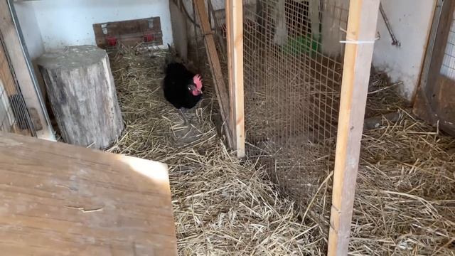 ТАКИХ ЯИЦ МНЕ НЕ НАДО Кормлю Кур Только Так смотреть онлайн