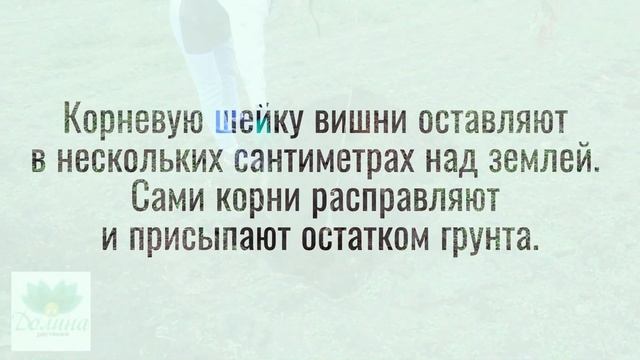 ? Как посадить вишню – пошаговая инструкция для начинающих садоводов ?? смотреть онлайн