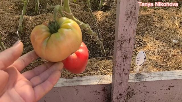 Томат КОЛХОЗНАЯ КОРОЛЕВА. Томат ЗНАМЕНИТАЯ КЛУБНИКА МИССИС ШЛАУГБАХ. Томат МУЛАТКА. смотреть онлайн