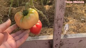 Томат КОЛХОЗНАЯ КОРОЛЕВА.  Томат ЗНАМЕНИТАЯ КЛУБНИКА  МИССИС ШЛАУГБАХ. Томат МУЛАТКА.