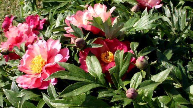 Magical Mystery Tours | R2 Flowers BV | Peonies смотреть онлайн