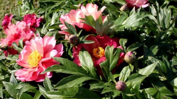 Magical Mystery Tours | R2 Flowers BV | Peonies