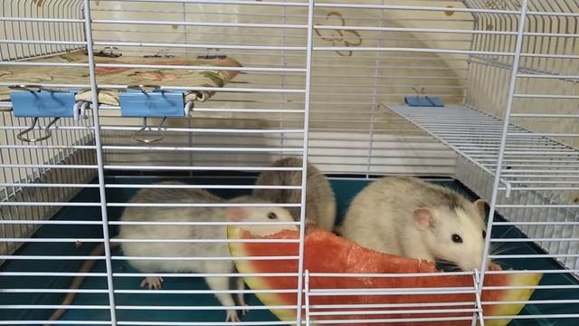 КРЫСЫ ТРЕСКАЮТ АРБУЗ смотреть онлайн