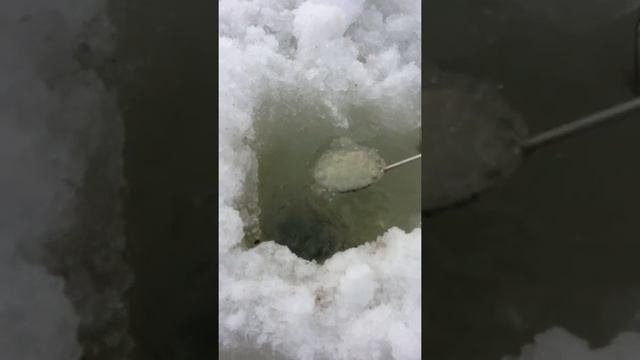 Наловили зимой малька на Пышме в районе Муллашей возле Тюмени смотреть онлайн