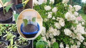 Гортензия Пинки Винки: описание особенностей сорта и его выращивание