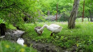 Пирожки Азербайджанская Кухня Деревенская Кухня  Рецепты