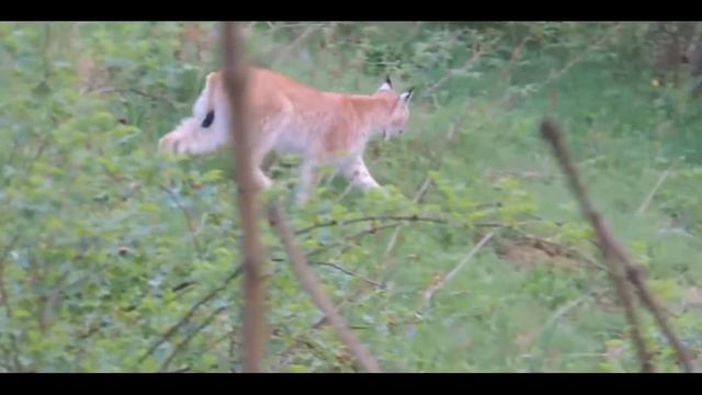 Рысь (Lynx) - лесная красавица смотреть онлайн