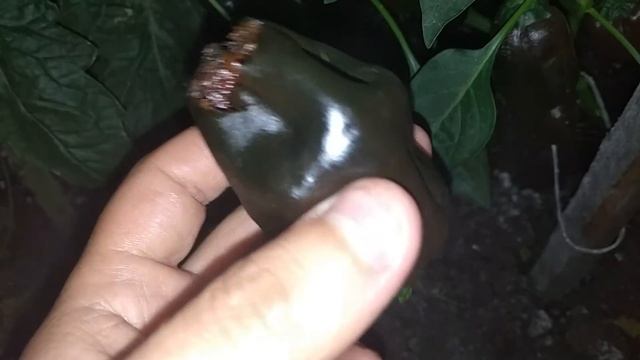 Chilhuacle Negro, Чильуакле Негро - слабоострый чили перец.