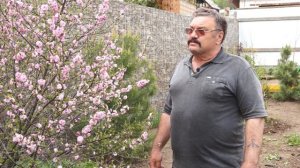 Как вырастить сакуру