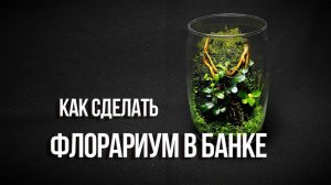 Как сделать флорариум в банке  с аквариумными растениями.