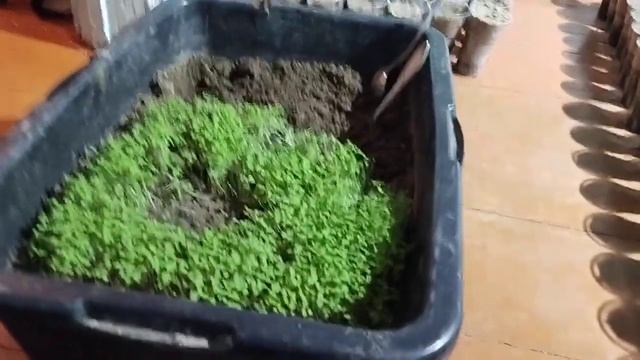 Павловния - самый лучший способ вырастить рассаду! смотреть онлайн