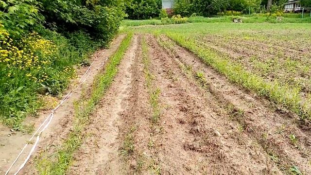 Плантация Ивы смотреть онлайн