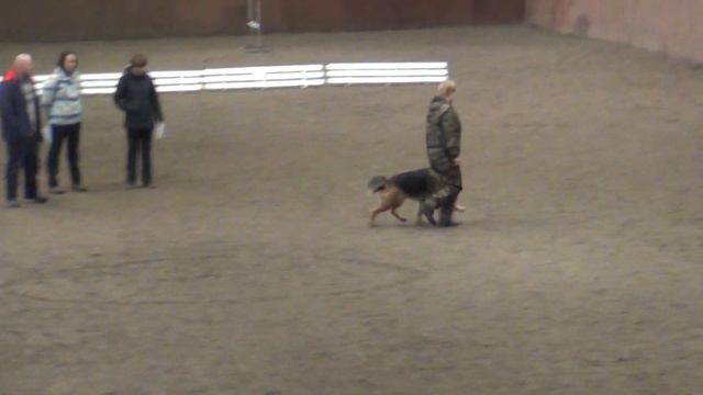 Ева обидиенс 1. Чемпионат Ярославской области 17.11.19 смотреть онлайн